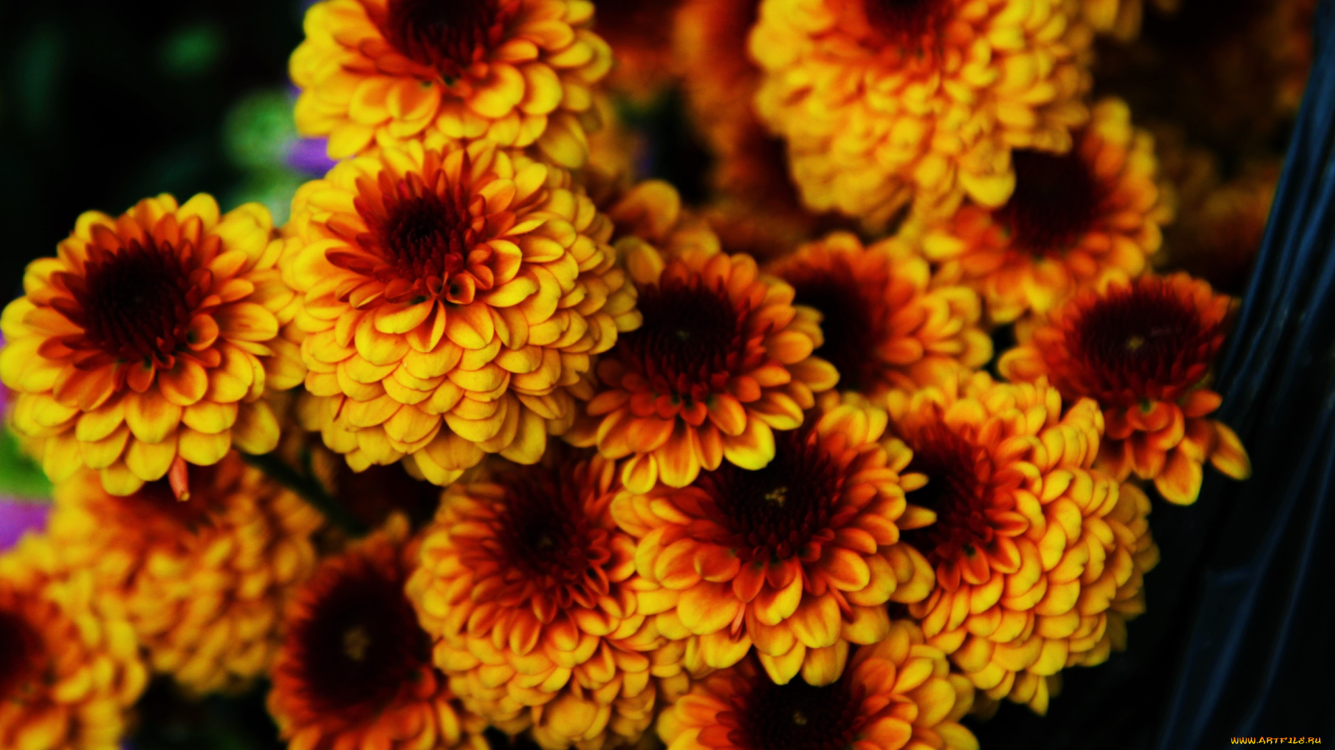 цветы, хризантемы, желтые