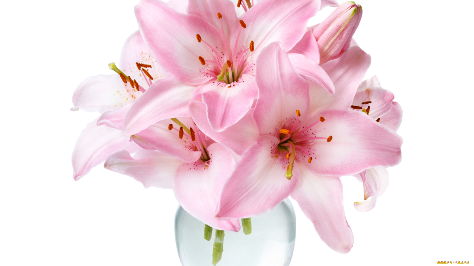 цветы, лилии, , лилейники, розовые, банка