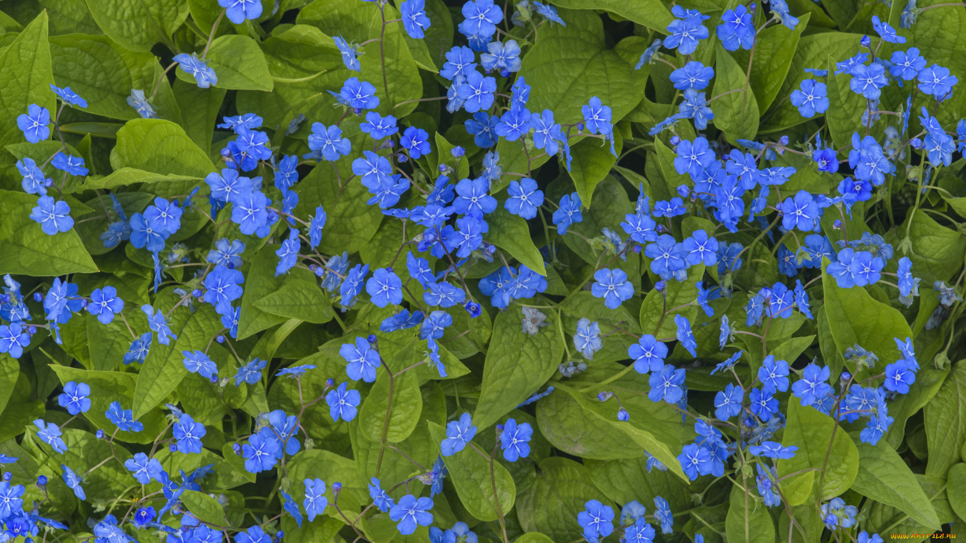 цветы, незабудки, листья, синие