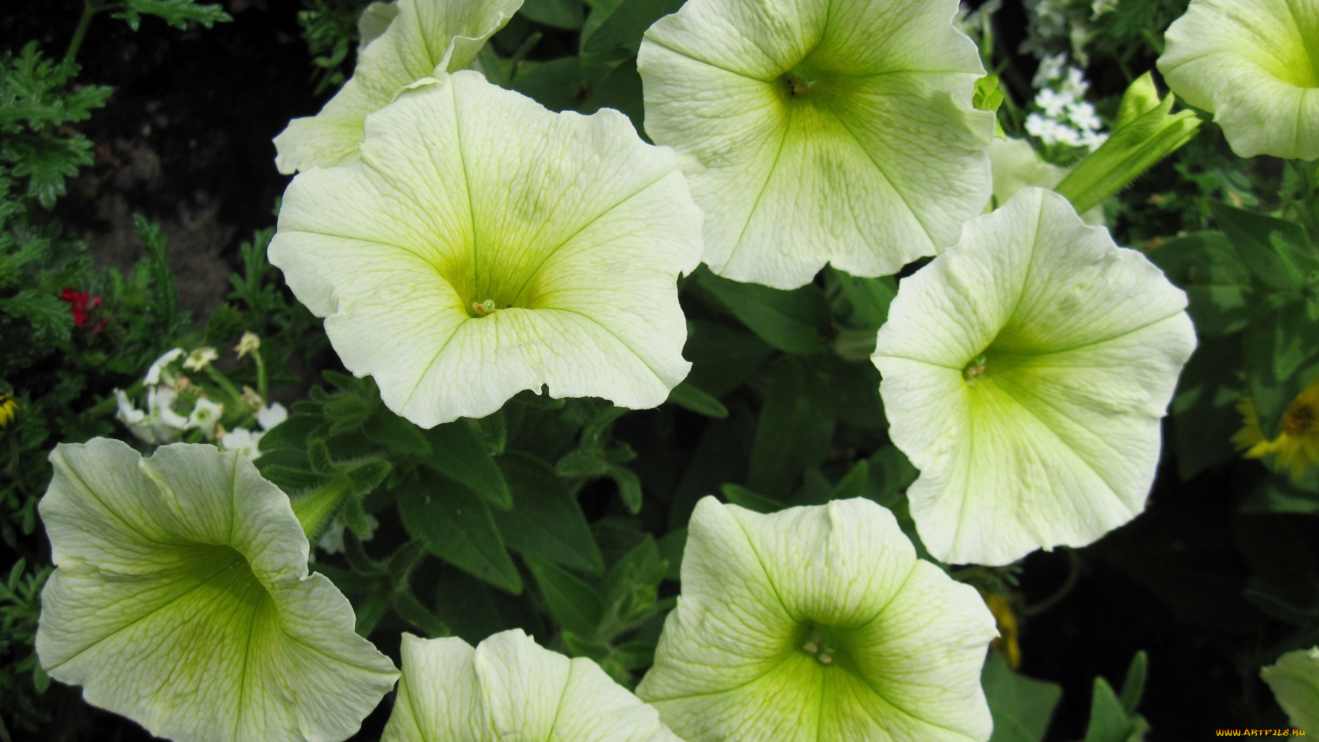 цветы, петунии, , калибрахоа, петунья