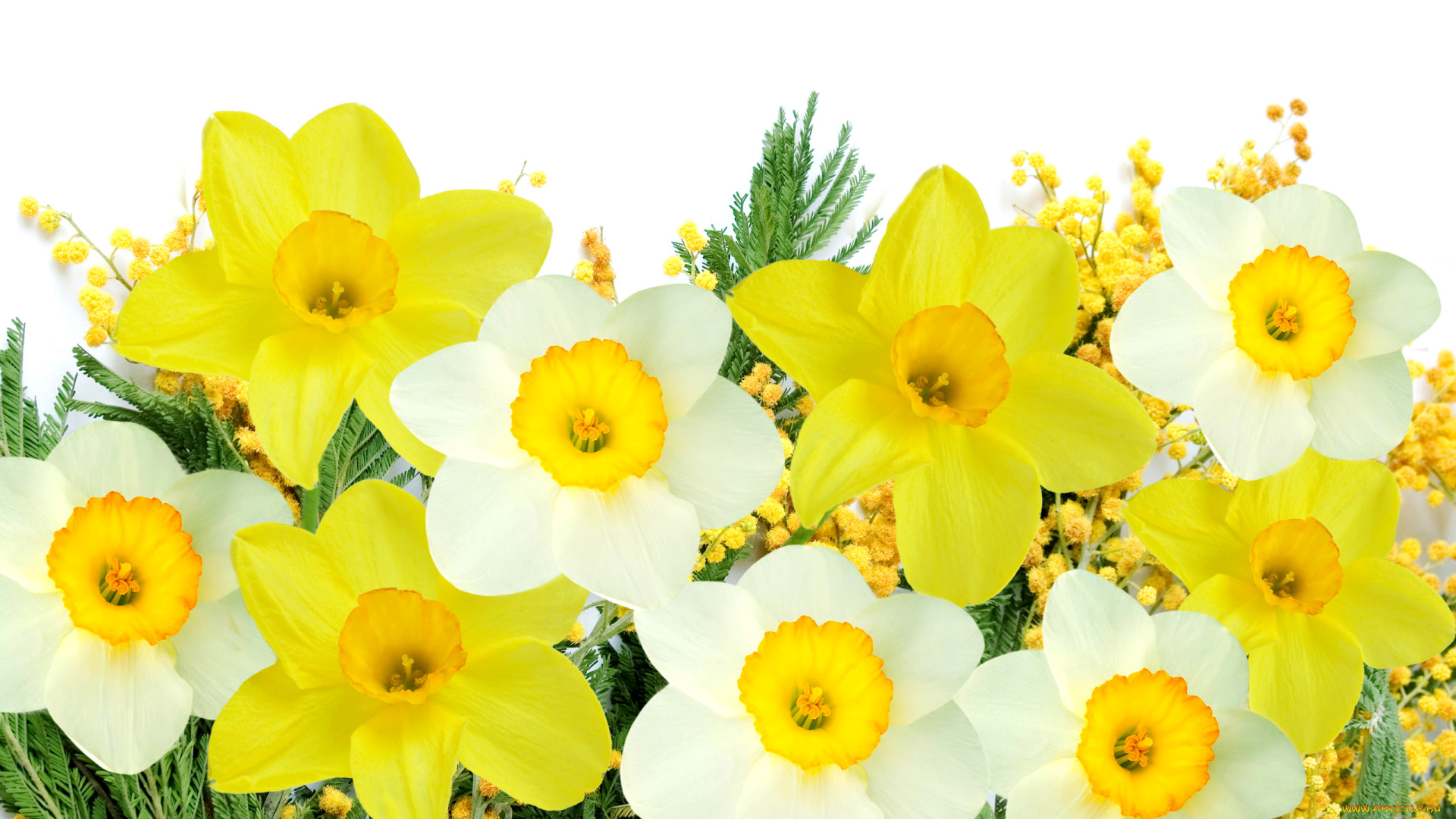 цветы, разные, вместе, мимоза, белые, желтые, нарциссы