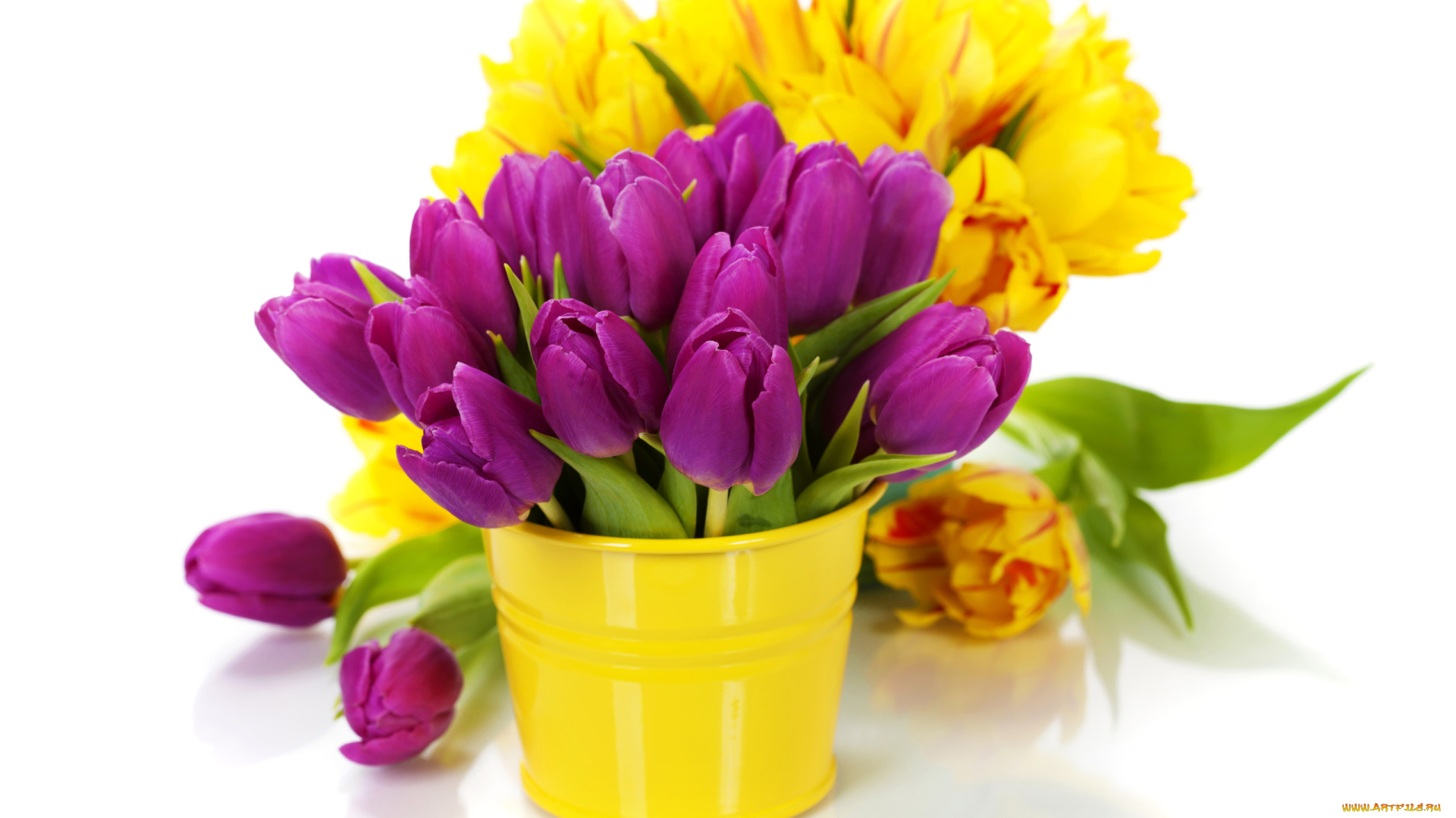 цветы, тюльпаны, ведро, розовые, желтые