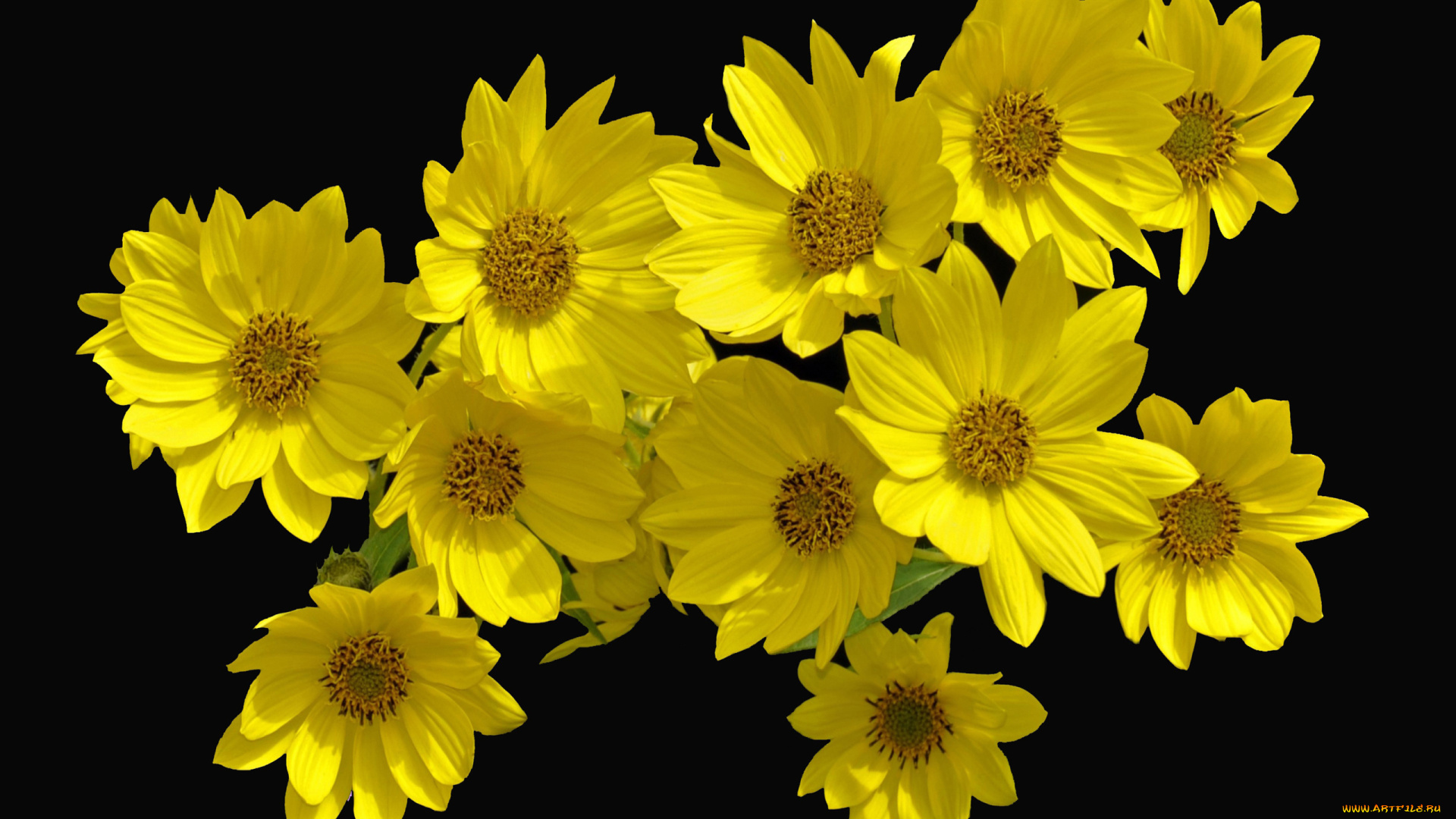 цветы, желтые, букет