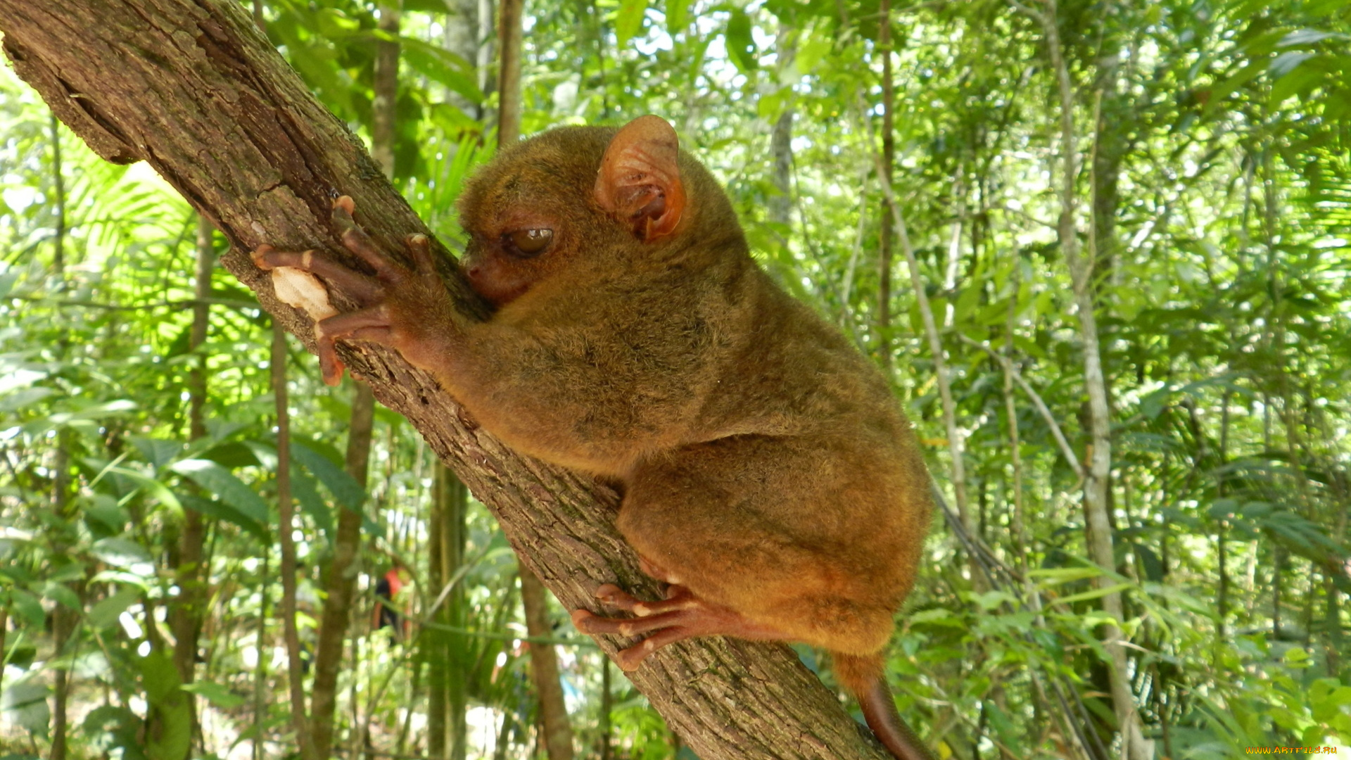 животные, долгопяты, долгопят