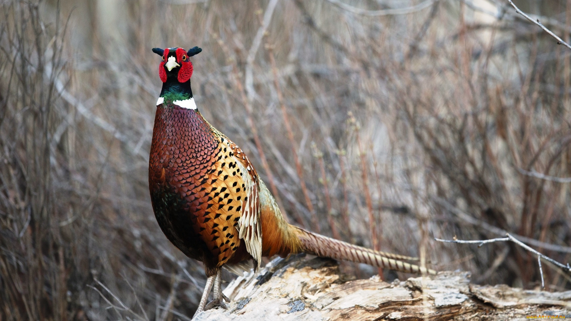 животные, фазаны, фазан, бревно, кусты