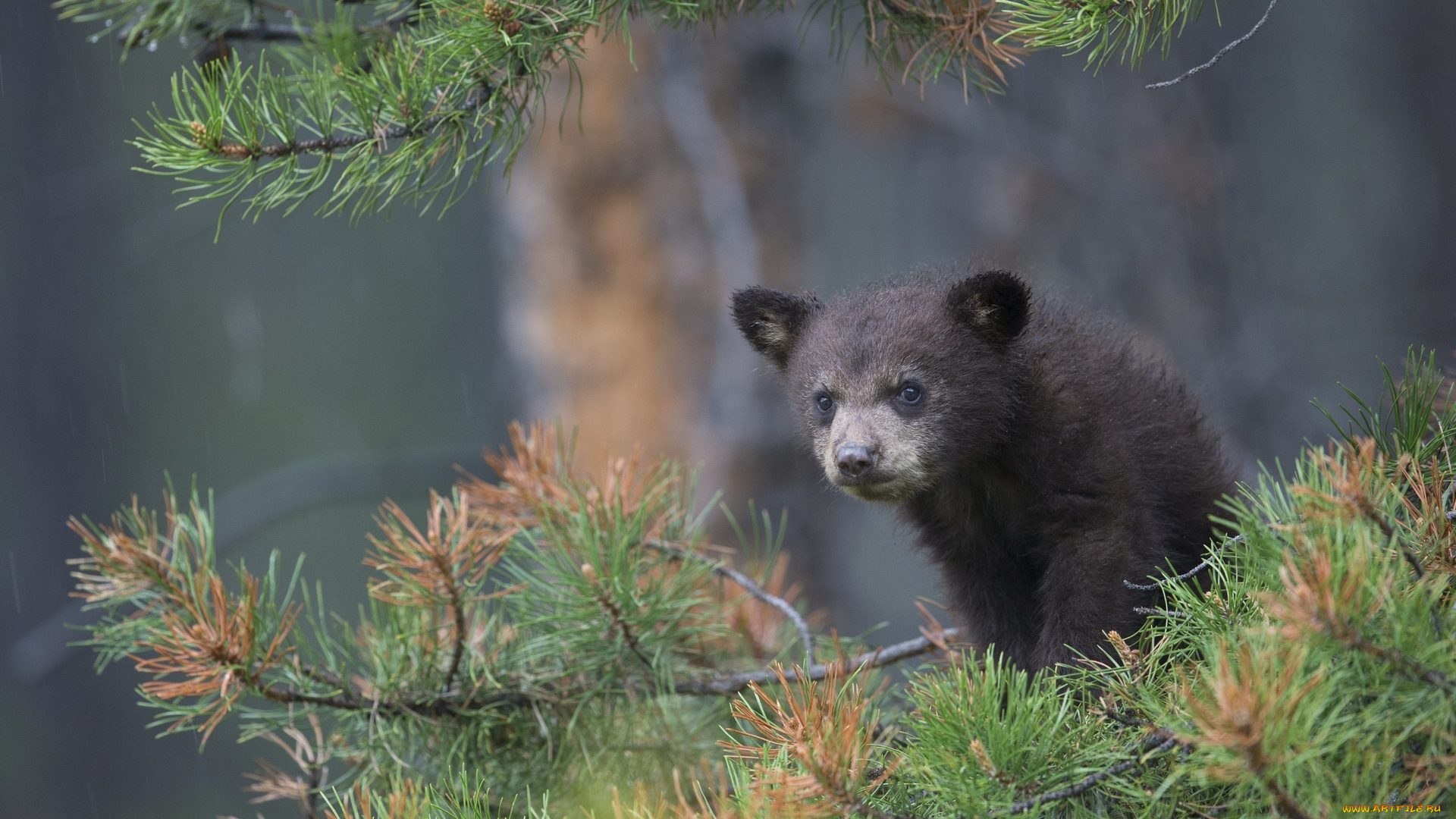 животные, медведи, медвежонок, ветки