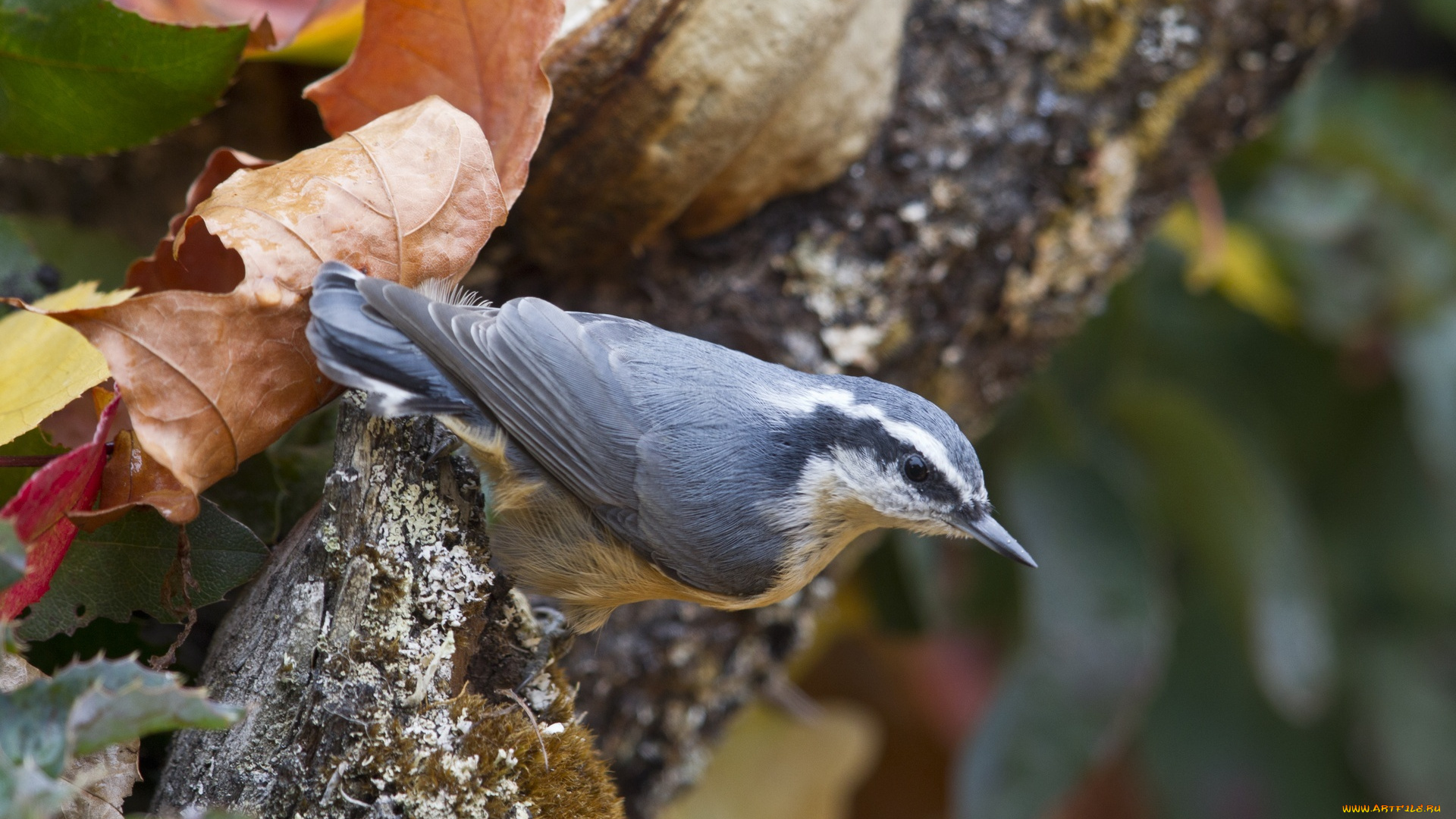 животные, поползни, листья, осень, поползень