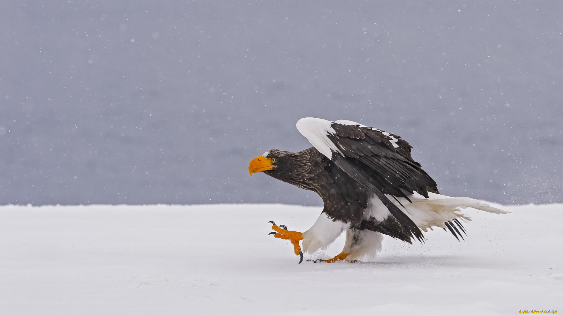 животные, птицы, -, хищники, белоплечий, орлан