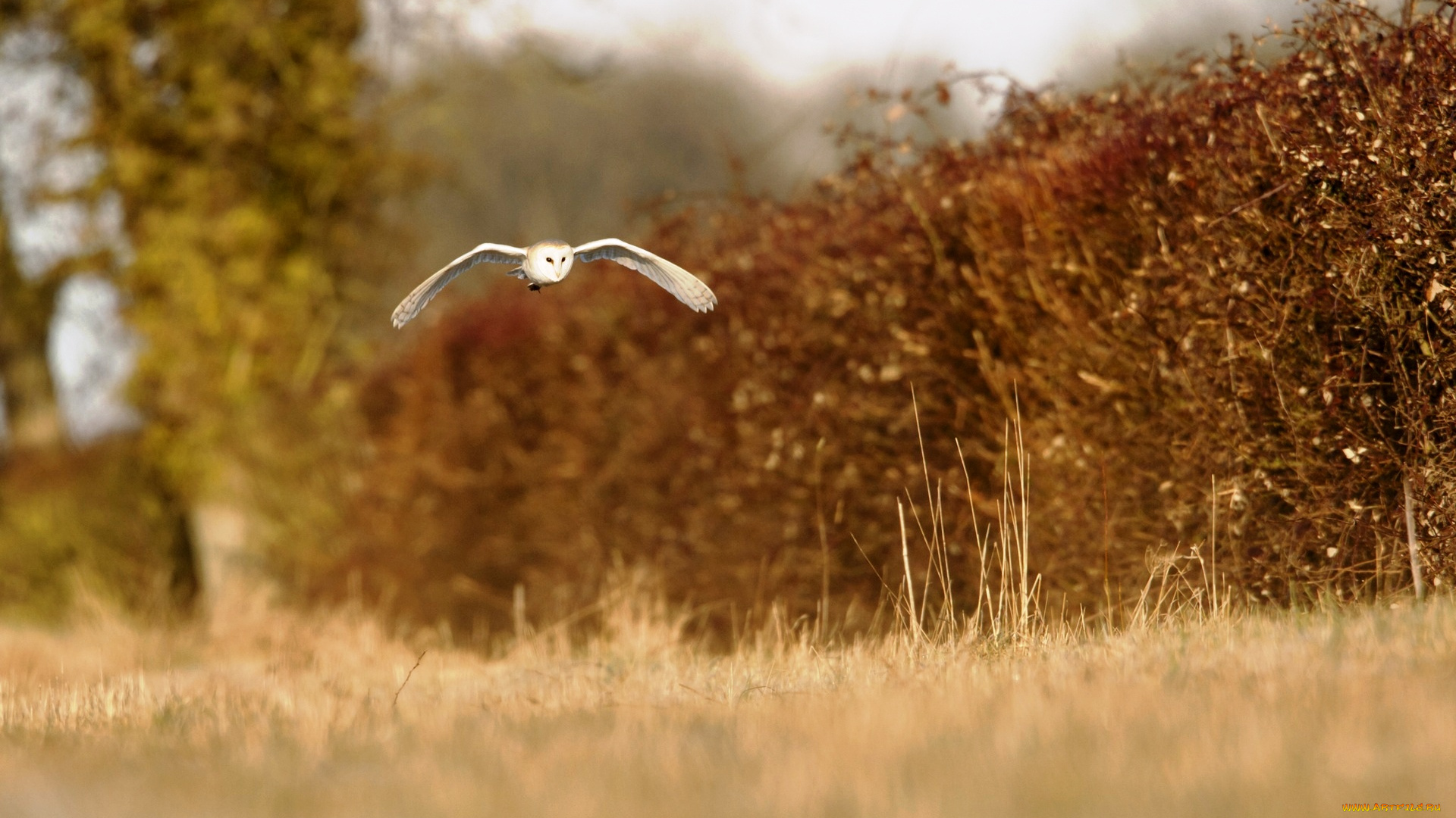 животные, совы, кусты, сипуха, полет