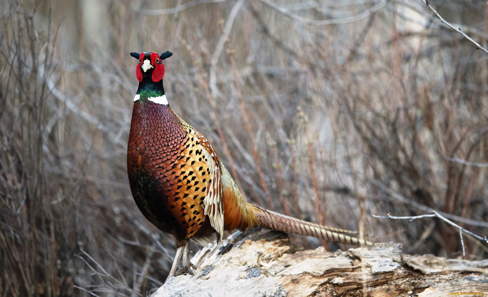 животные, фазаны, фазан, бревно, кусты