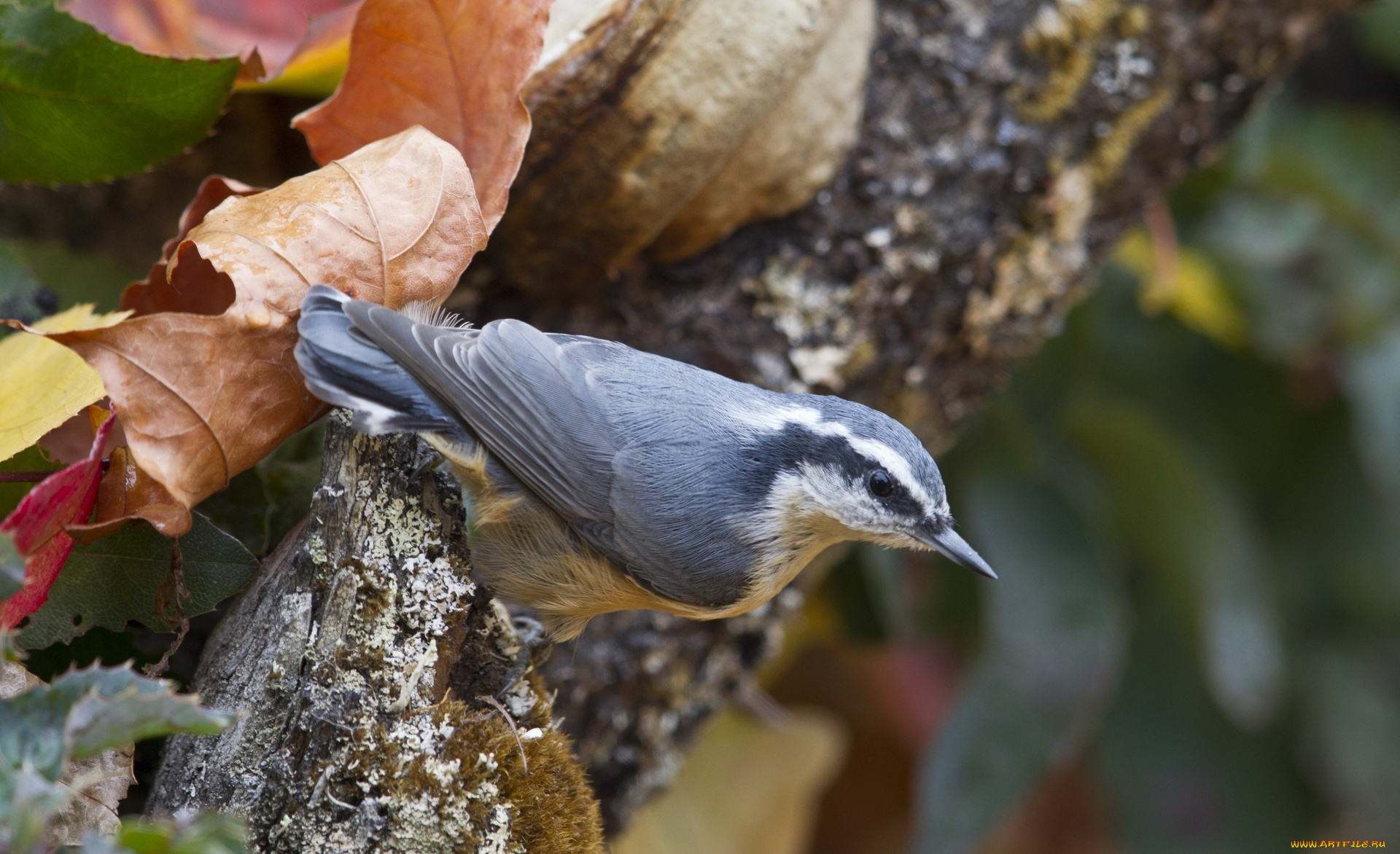 животные, поползни, листья, осень, поползень