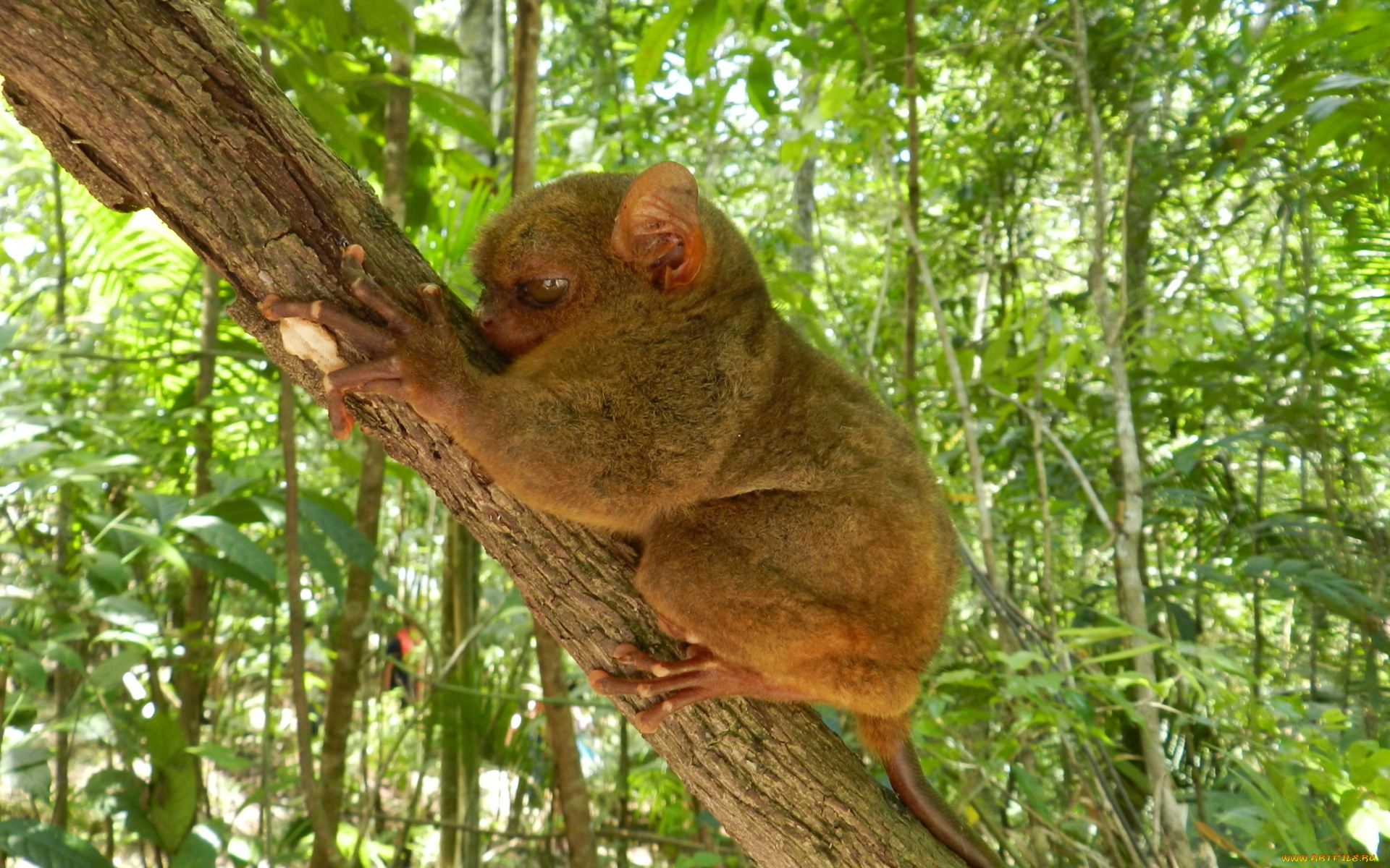 животные, долгопяты, долгопят