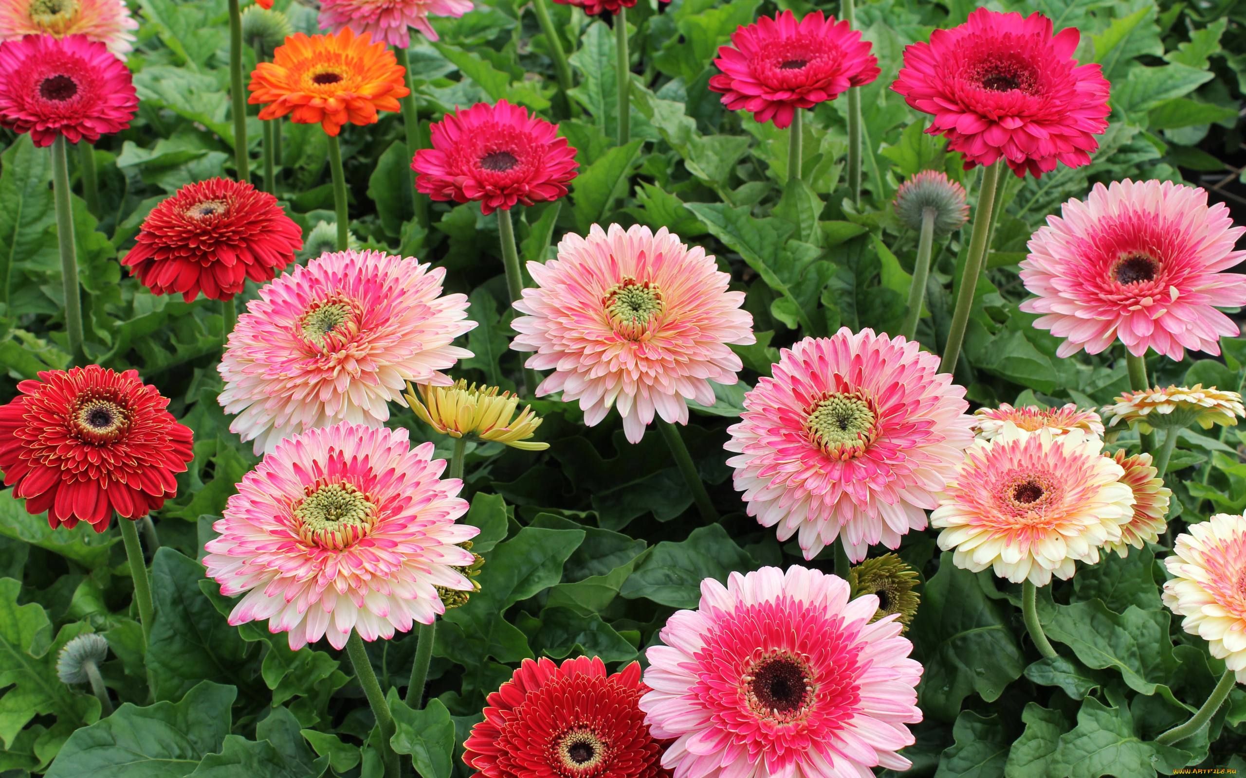 цветы, герберы, розовые, красные, оранжевые