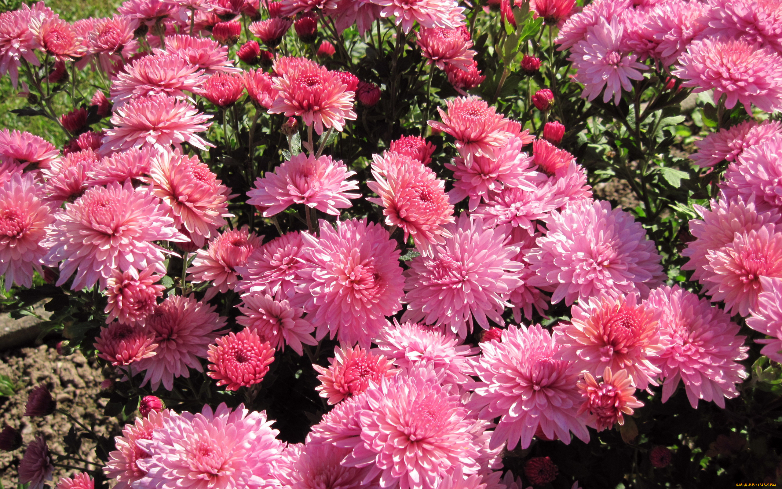 цветы, хризантемы, розовые