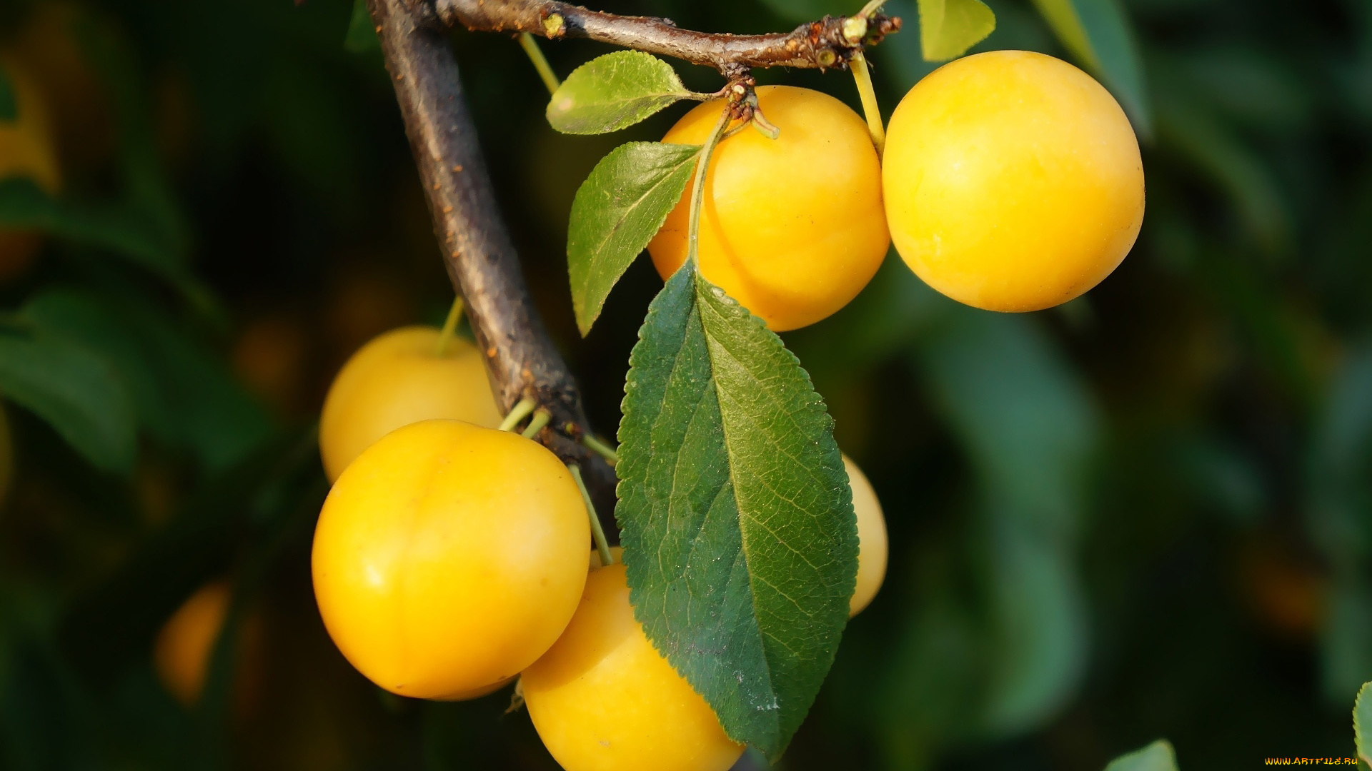 природа, плоды, сливы