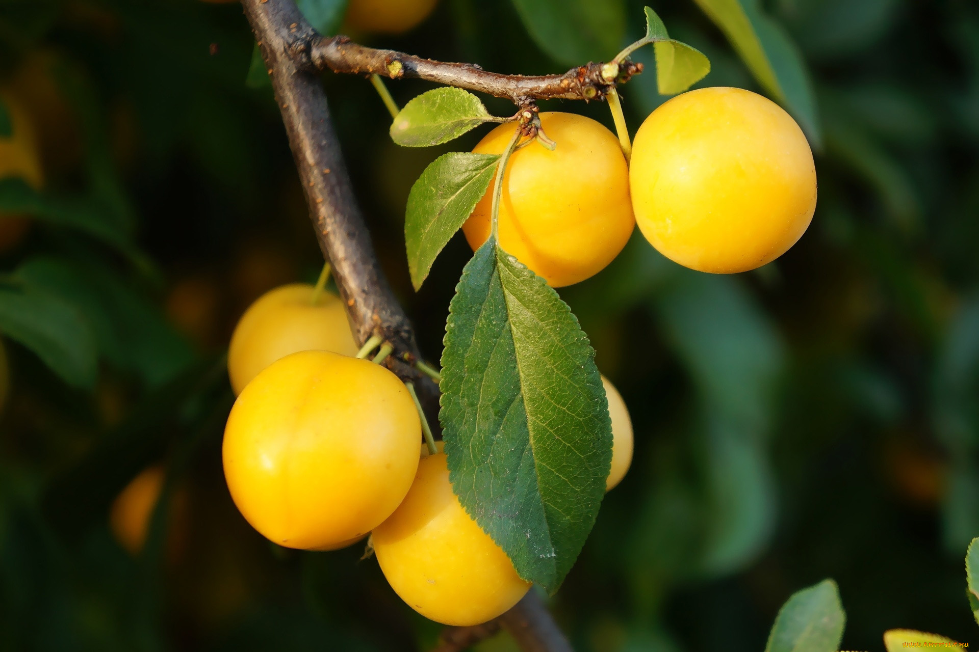 природа, плоды, сливы