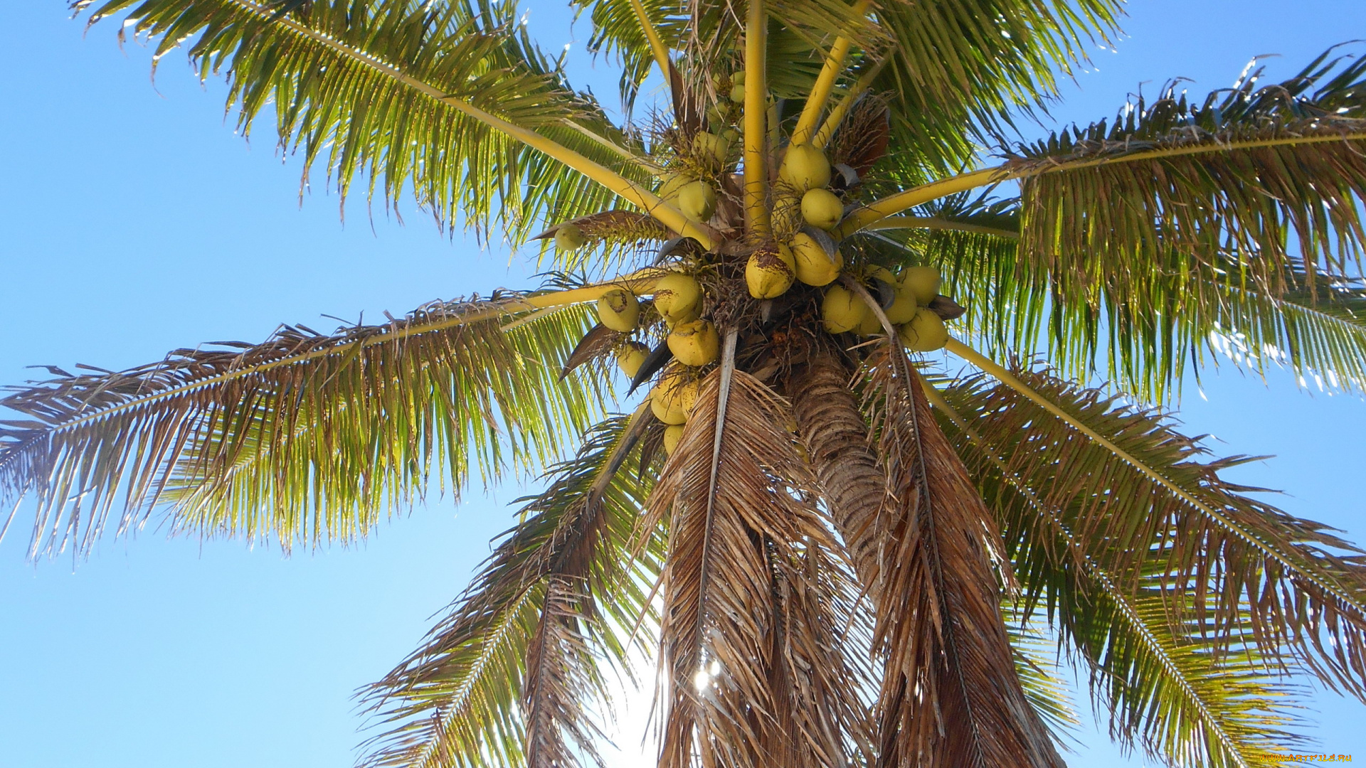 природа, деревья, пальма, плоды