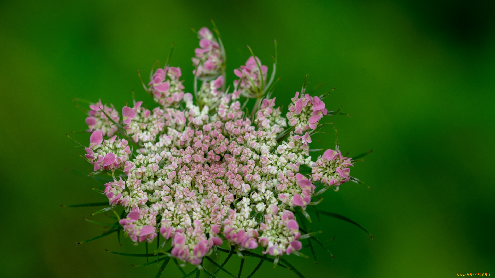 daucus, carota, дикая, морковь, цветы, цветущие, овощи, , ягоды, daucus, carota, дикая, морковь