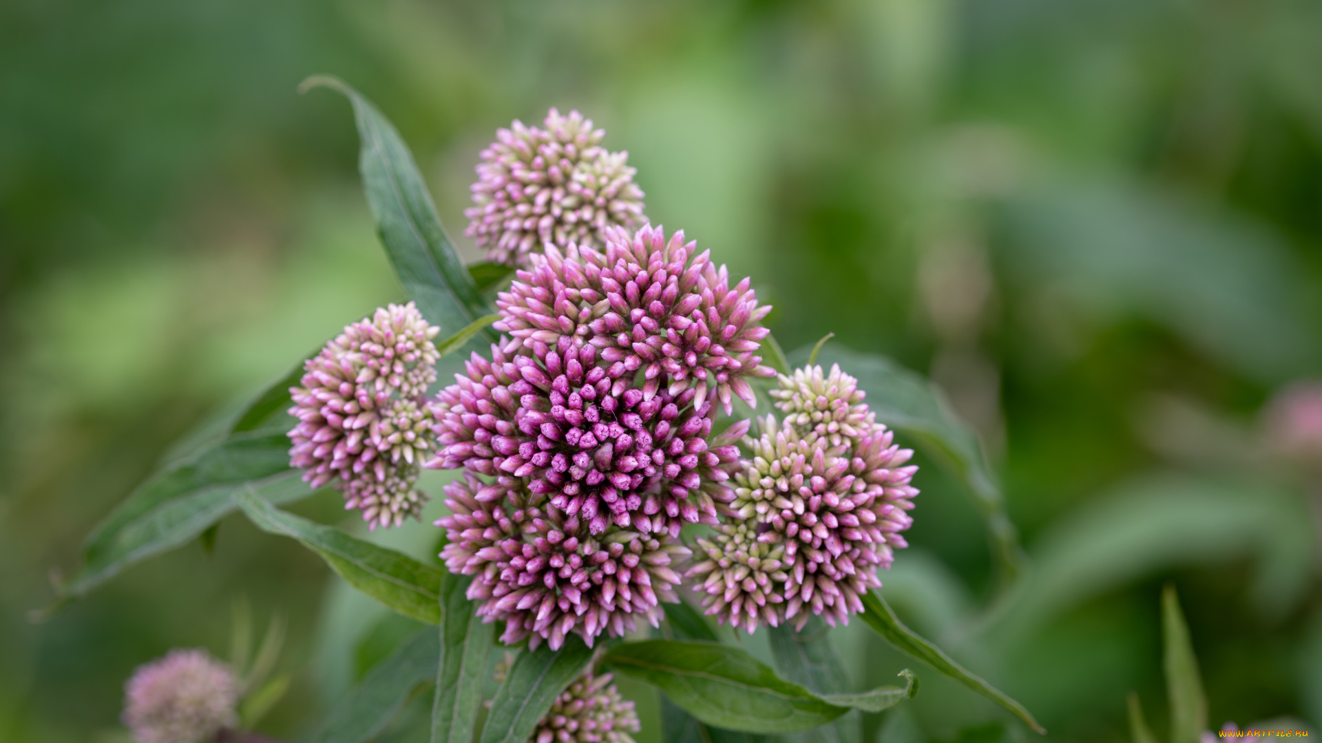 eupatorium, cannabinum, посконник, коноплёвый, цветы, луговые, , полевые, , цветы, eupatorium, cannabinum, посконник, коноплёвый