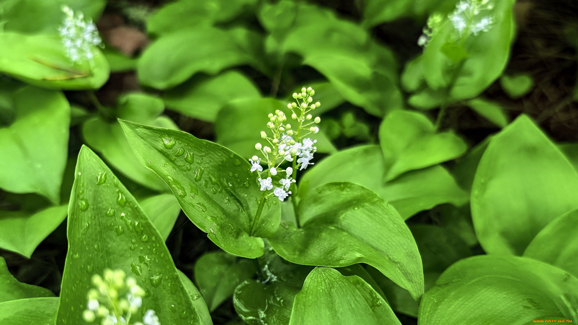 maianthemum, майник, цветы