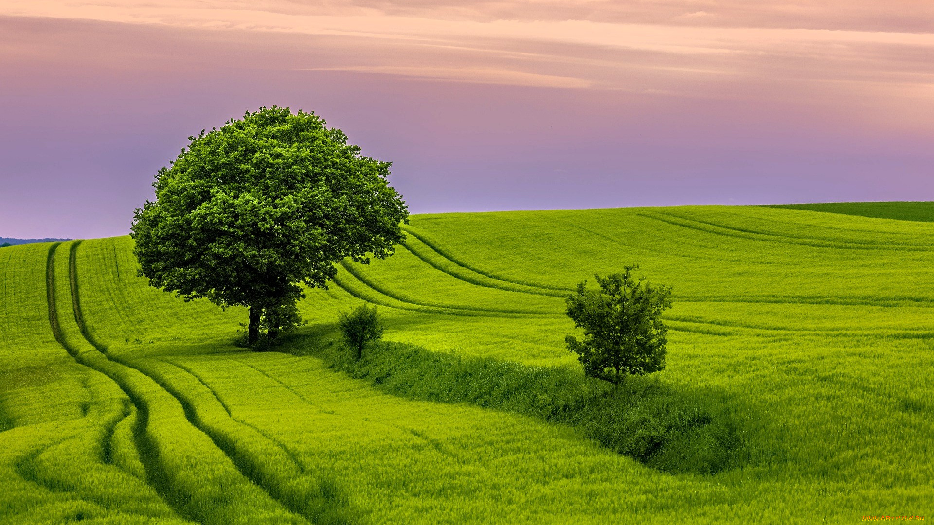 природа, луга, деревья, трава, следы