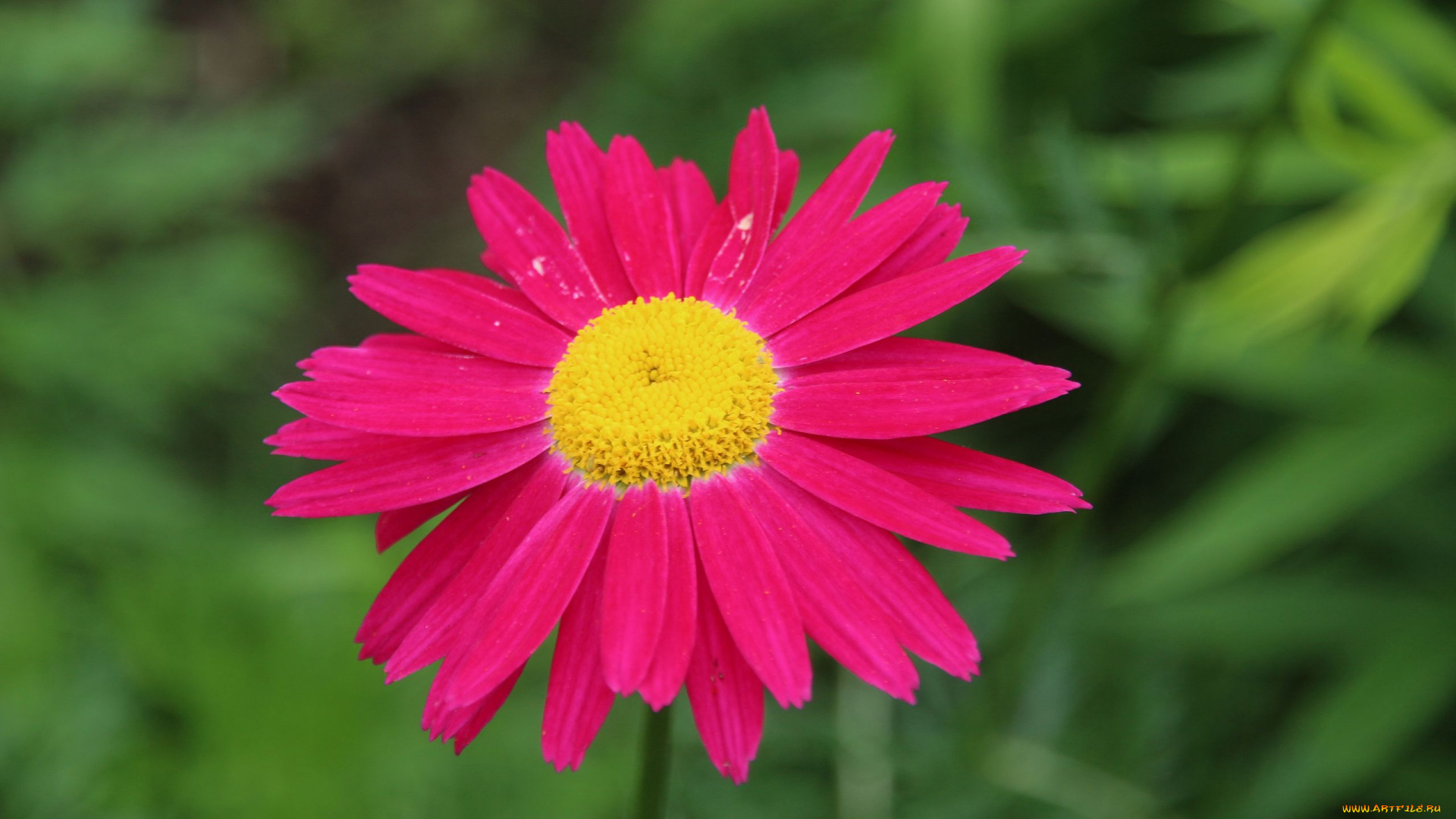 pyrethrum, пиретрум, цветы