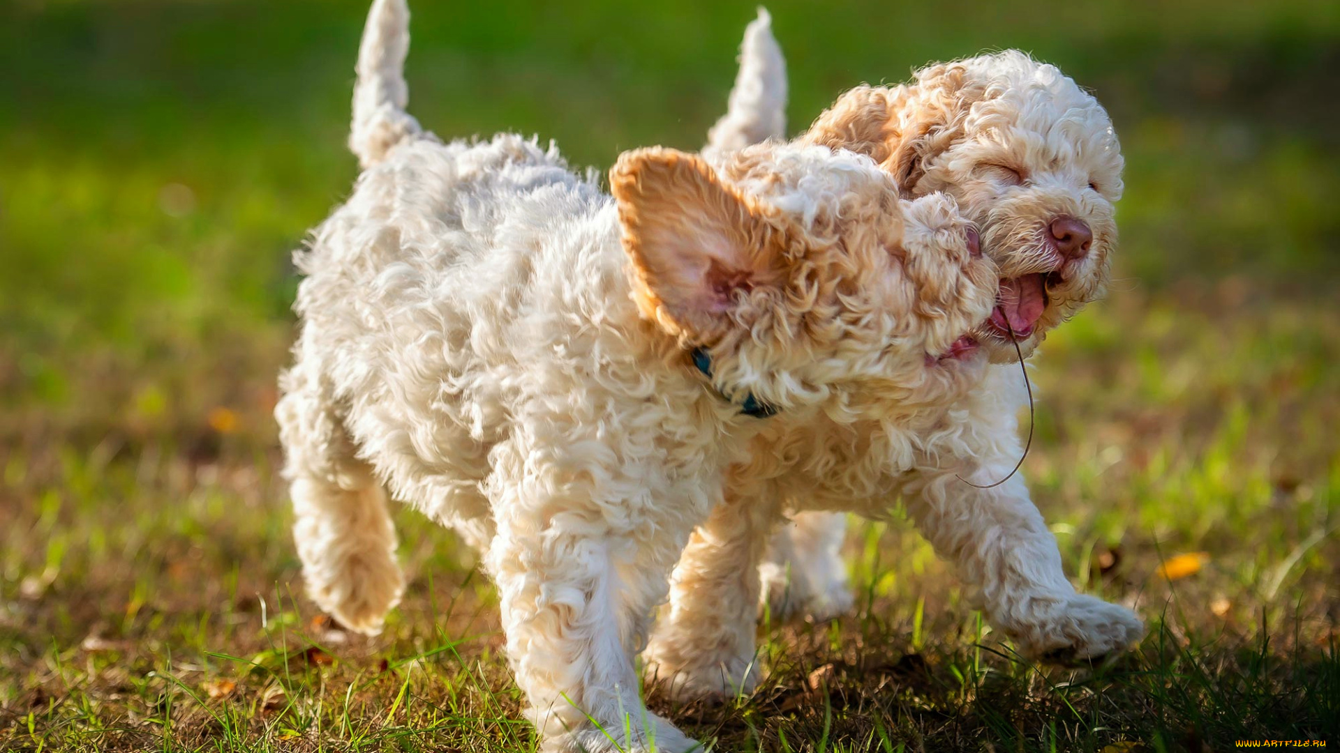 животные, собаки