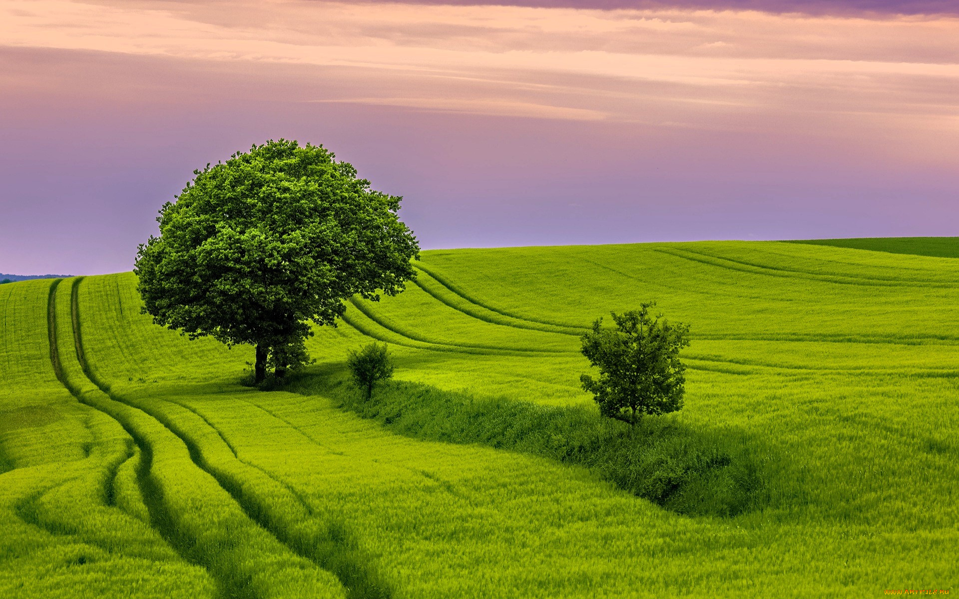 природа, луга, деревья, трава, следы