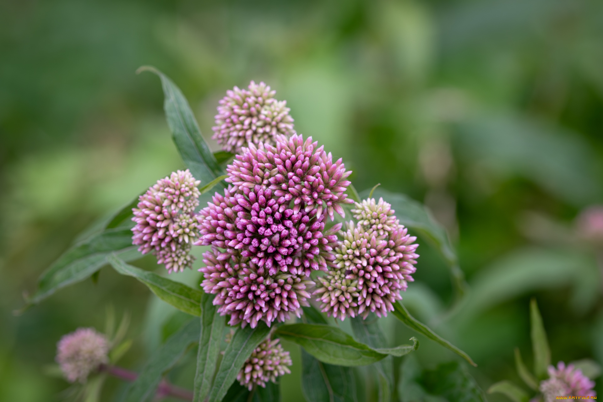 eupatorium, cannabinum, посконник, коноплёвый, цветы, луговые, , полевые, , цветы, eupatorium, cannabinum, посконник, коноплёвый