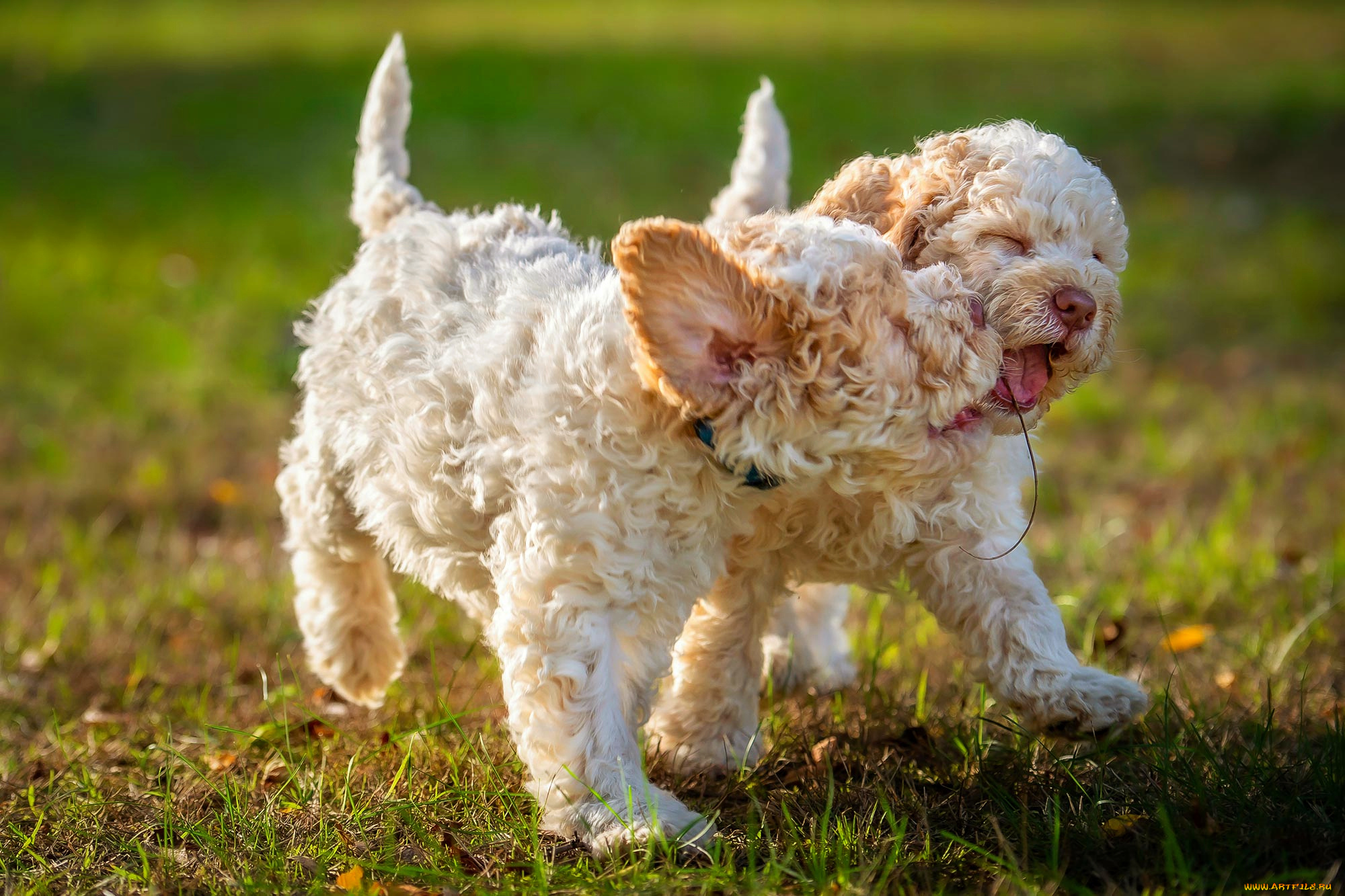 животные, собаки