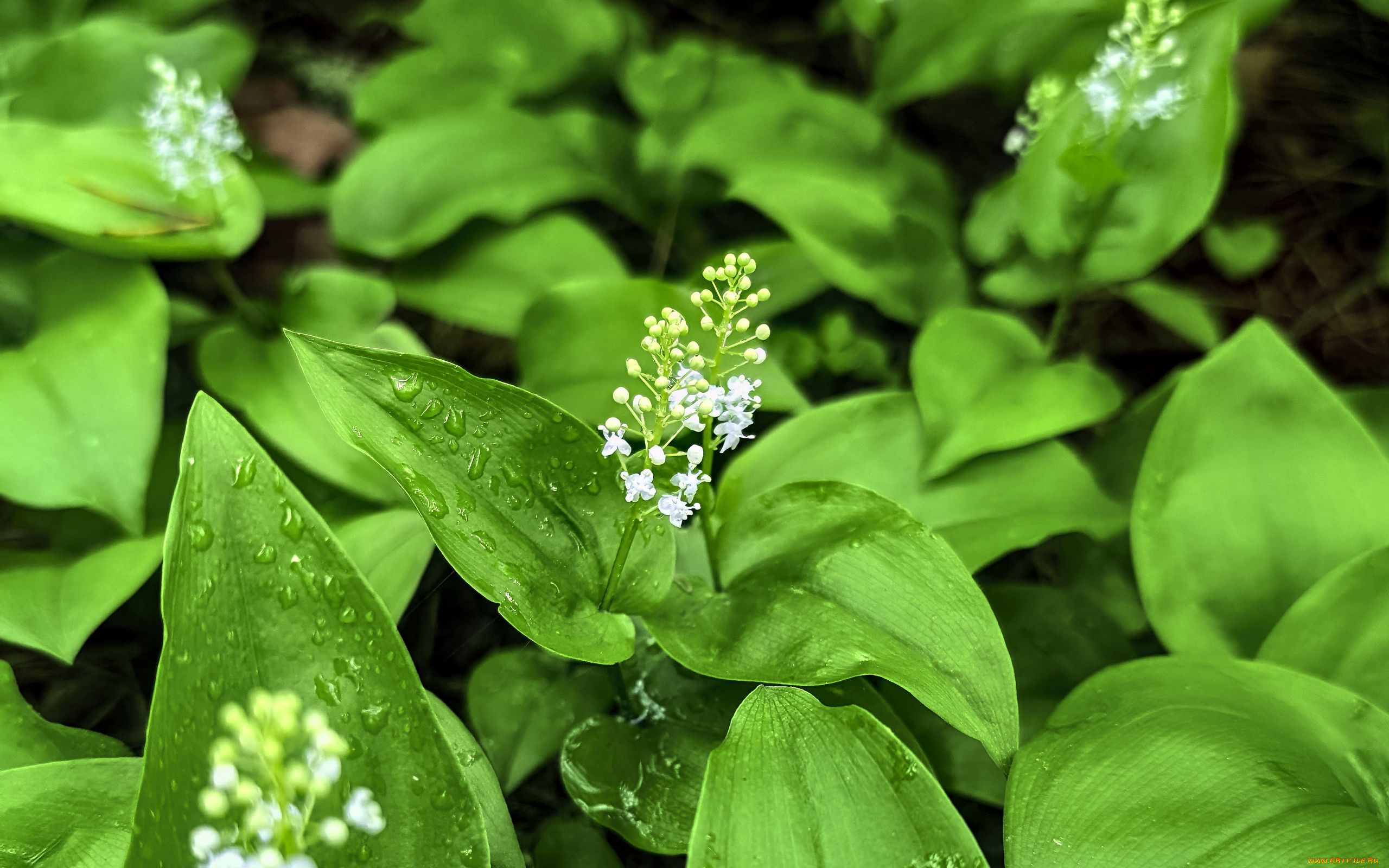 maianthemum, майник, цветы