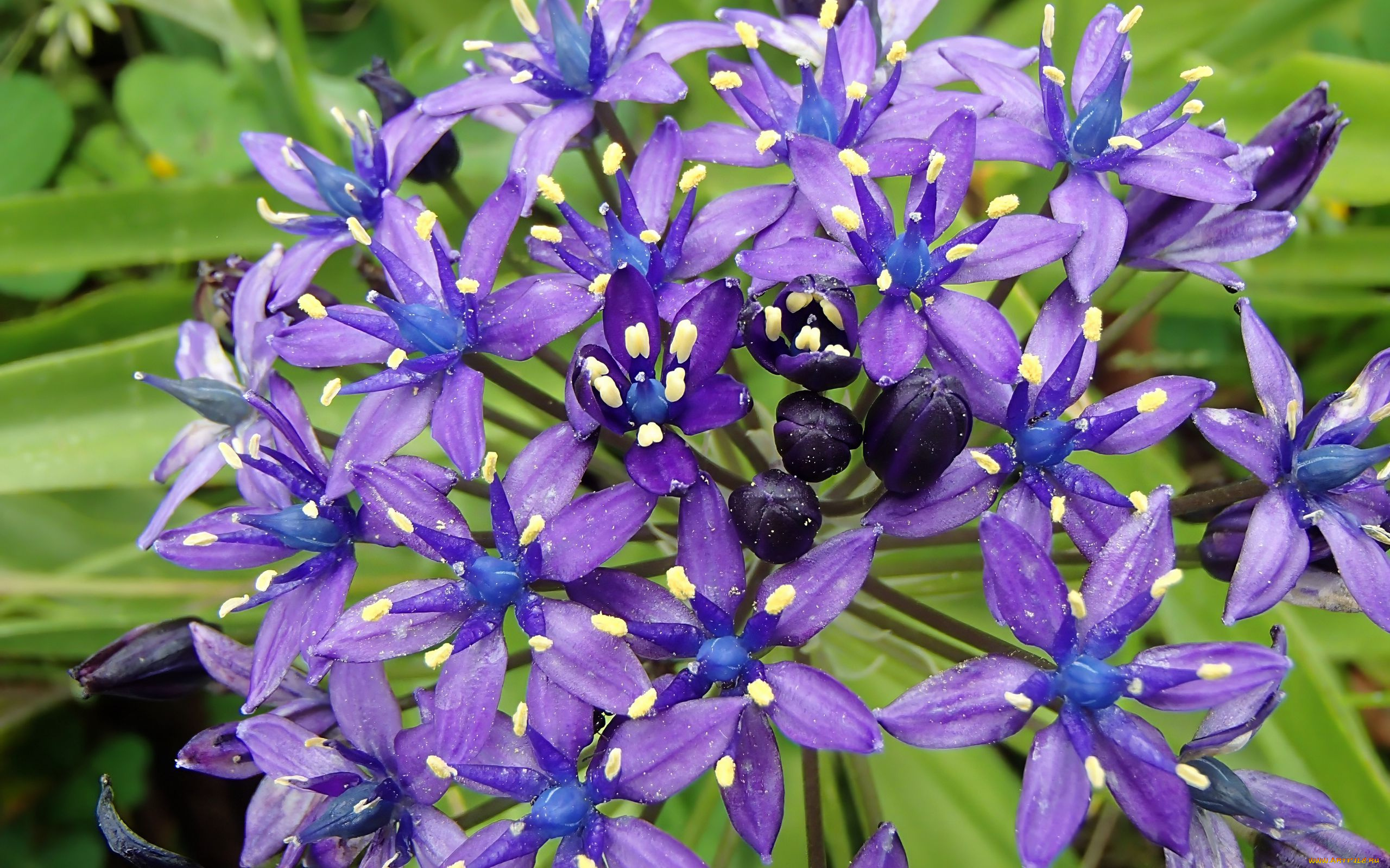 scilla, peruviana, пролеска, перуанская, цветы, подснежники, , белоцветники, , пролески, scilla, peruviana, пролеска, перуанская