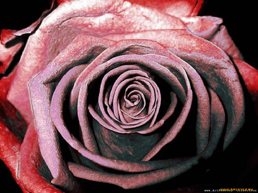 цветы, розы