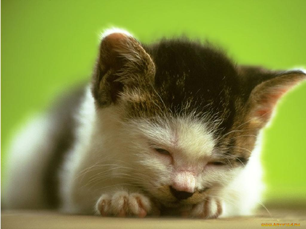 животные, коты