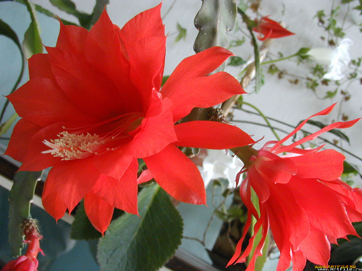 цветы, кактусы