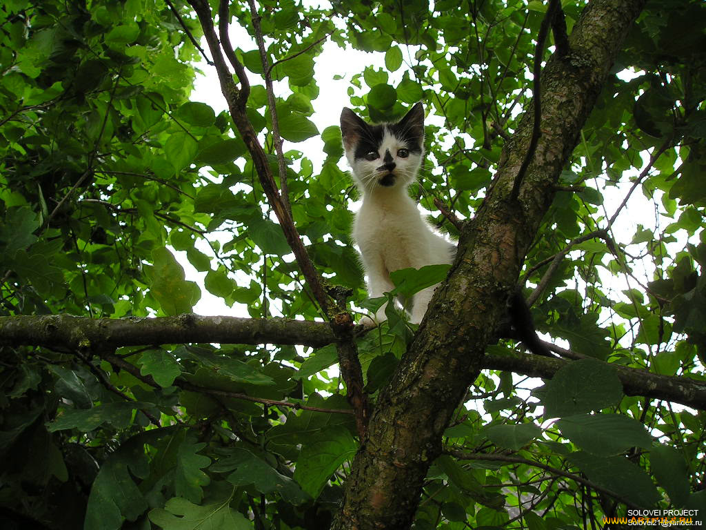 животные, коты