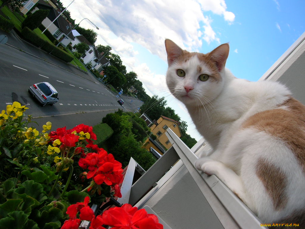 животные, коты