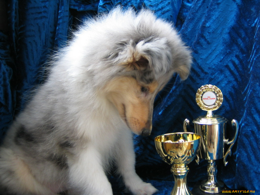 животные, собаки