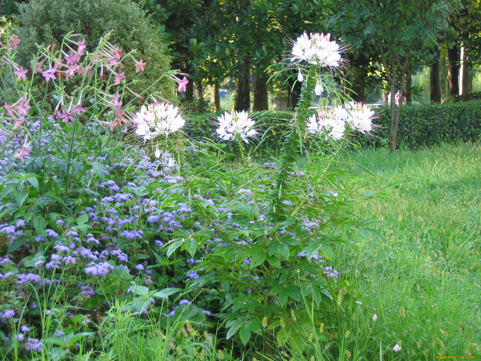 цветы, разные, вместе