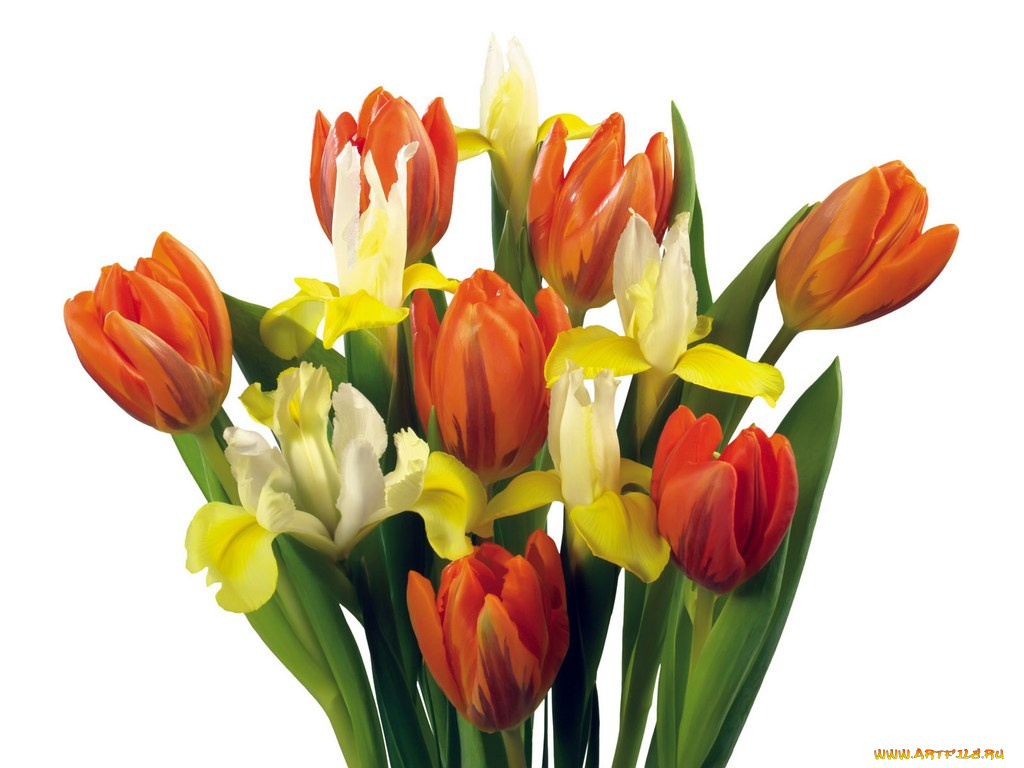 цветы, букеты, композиции