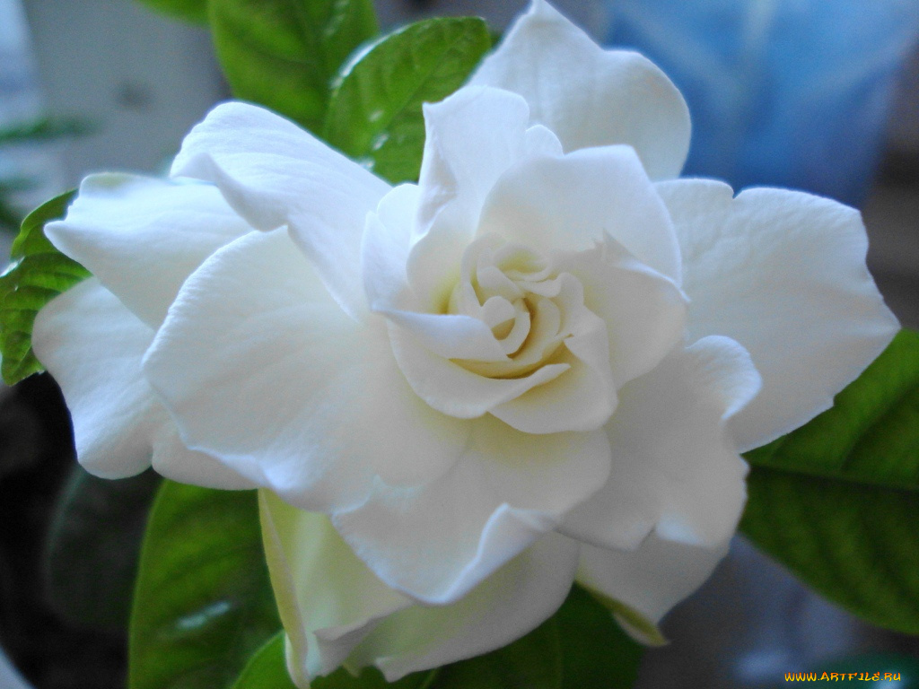 цветы, гардения