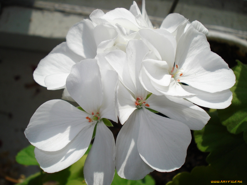 цветы, герань