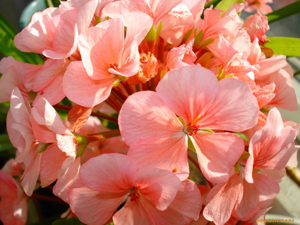 цветы, герань