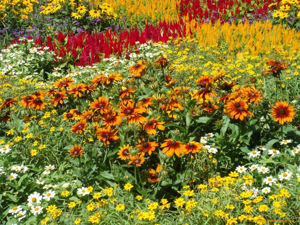 цветы, разные, вместе