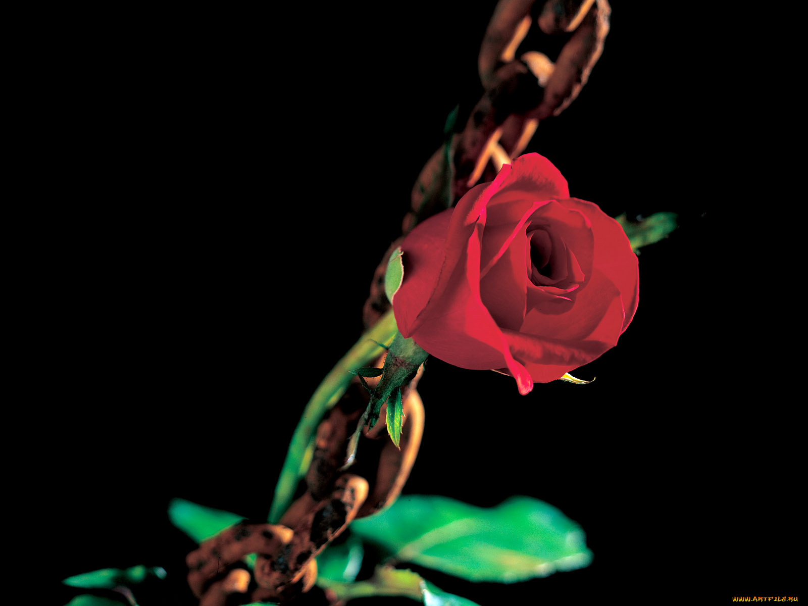 цветы, розы