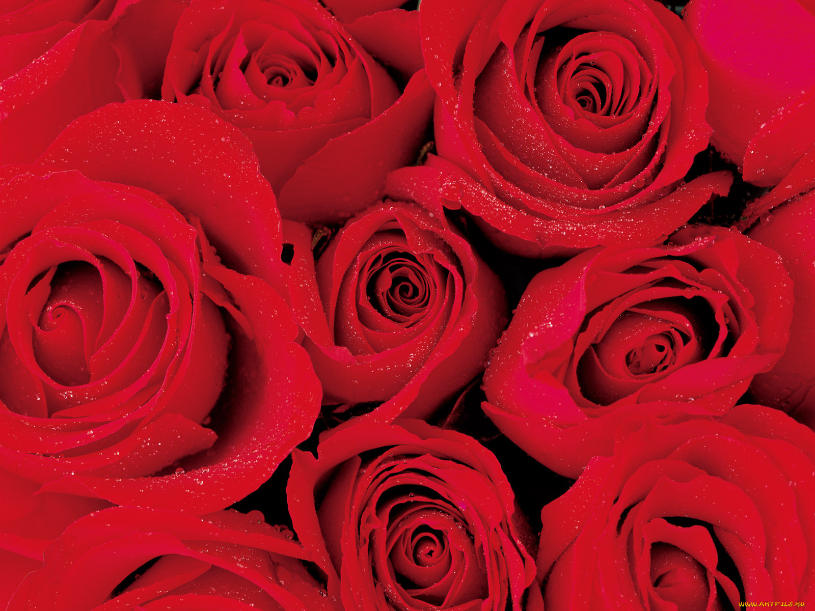 цветы, розы