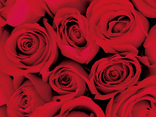 обоя цветы, розы