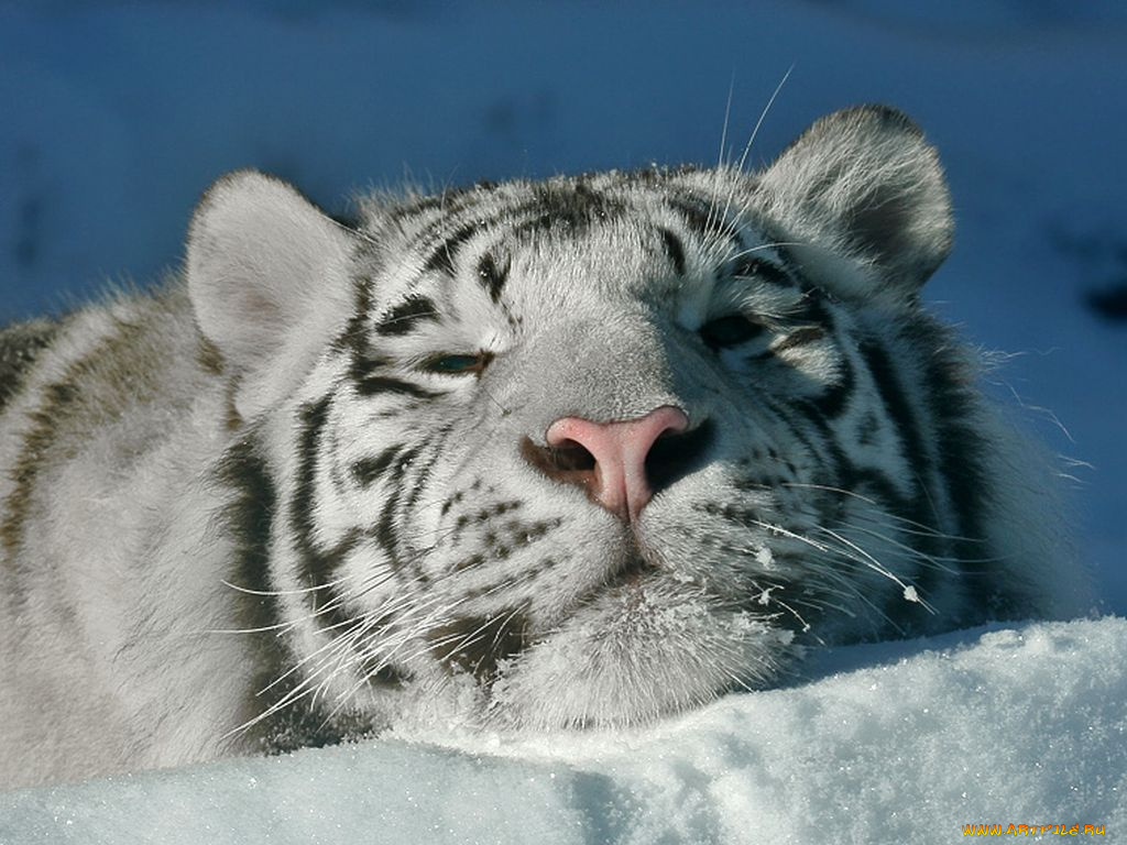 животные, тигры