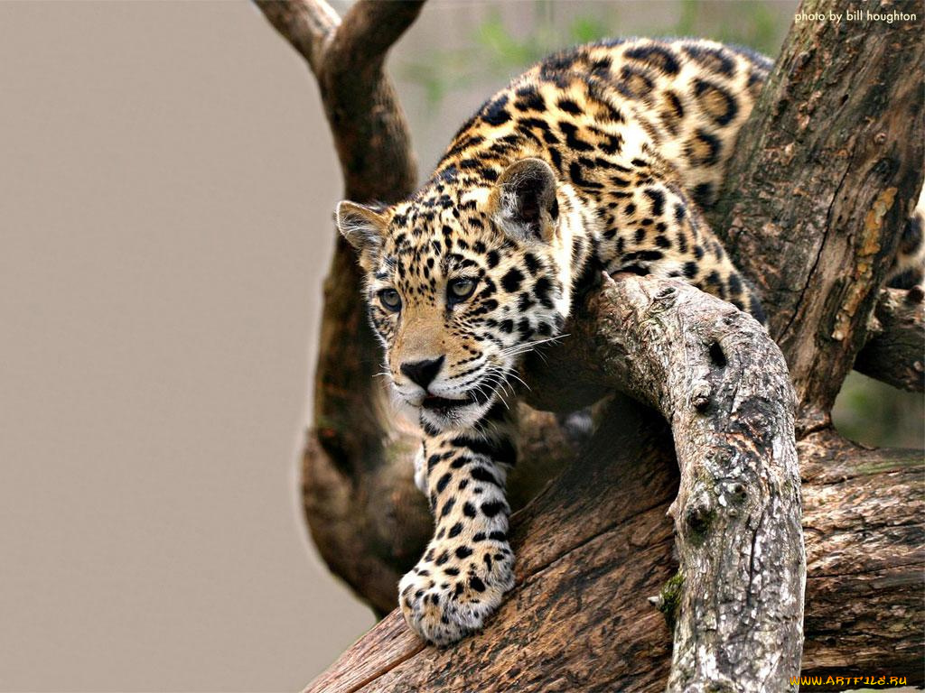 животные, Ягуары