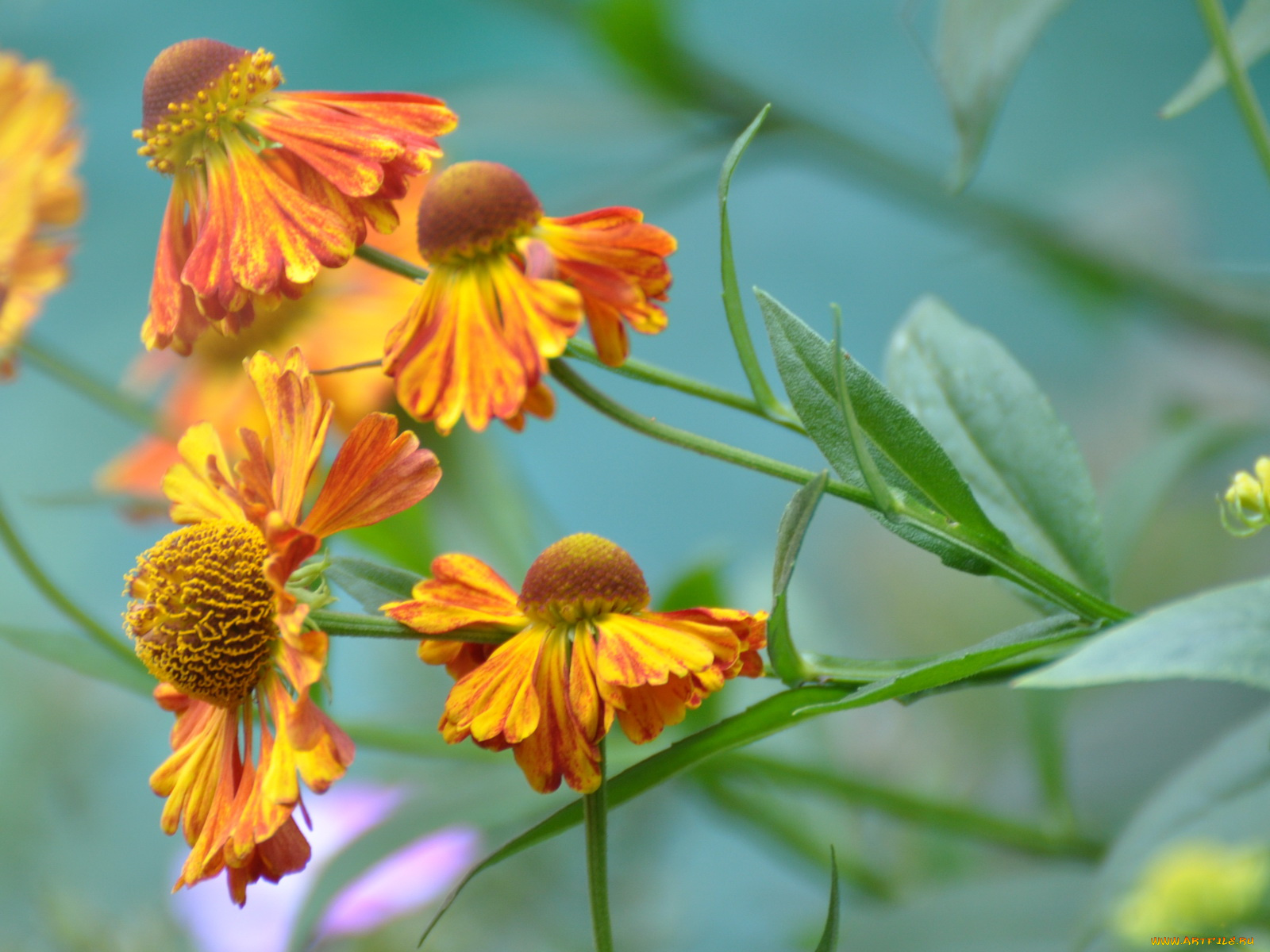 цветы, гайлардии, гелениумы